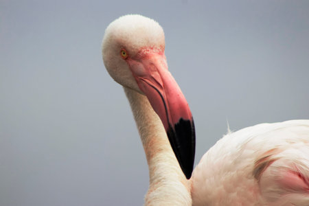 A close-up of a great flamingo against a blue sky.