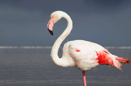 Wild african bird.. Close-up of a great flamingo against a blue sky.の写真素材
