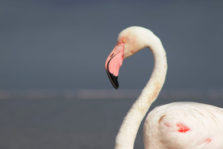 Wild african bird.. Close-up of a great flamingo against a blue sky.の写真素材