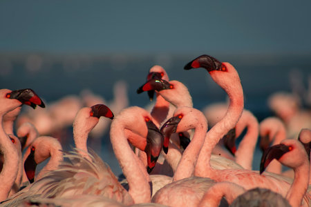 Wild african birds. Group of Greater african flamingos walking around the blue lagoon on a sunny dayの写真素材