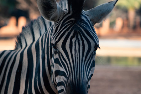 Wild african life. Close up Namibian mountain zebra in the middle of the savannah.の写真素材