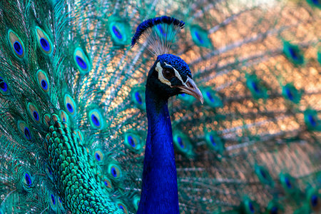 Portrait of beautiful peacock with feathers out (large and brightly bird).の写真素材