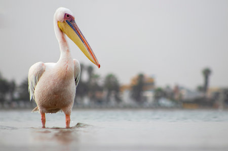 African wild birds. A lone white pelican on a blue lagoon on a sunny dayの写真素材