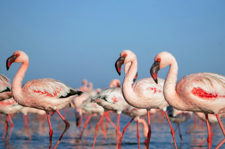 African wild birds. A flock of great flamingos on the blue lagoon against the bright skyの写真素材
