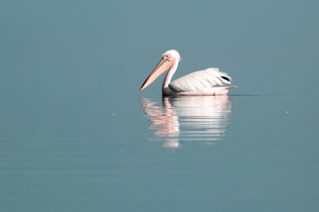 African wild birds. A lone white pelican on a blue lagoon on a sunny dayの写真素材