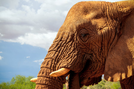 African Bush Elephant in the grassland of Etosha National Park, Namibia.の写真素材