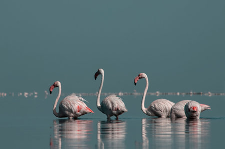African wild birds. A flock of great flamingos on the blue lagoon against the bright skyの写真素材