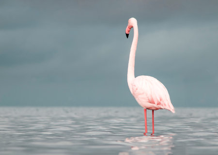 African wild birds. Lone great flamingo on the blue lagoon in the morningの写真素材