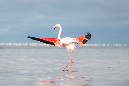 African wild birds. Lone great flamingo on the blue lagoon in the morningの写真素材