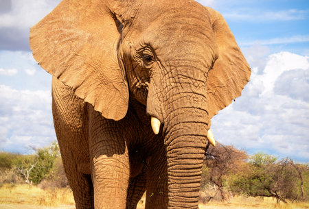 African Bush Elephant in the grassland of Etosha National Park, Namibia.の写真素材