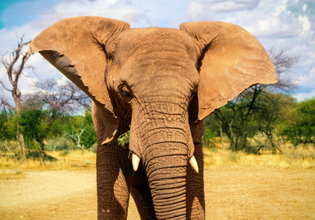 African Bush Elephant in the grassland of Etosha National Park, Namibia.の写真素材