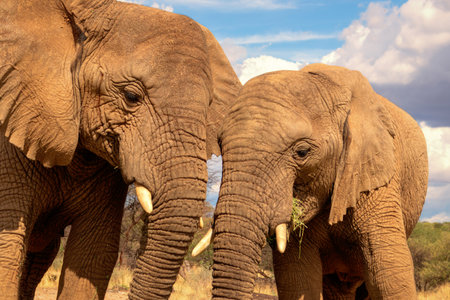 Two African Bush Elephants  in the grassland of Etosha National Park, Namibia. Africaの写真素材
