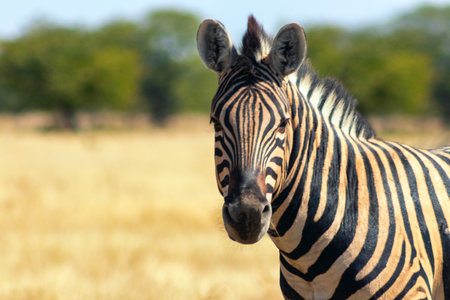 Wild african animals.  African Mountain Zebra standing  in grassland. Etosha National Park. Namibiaの写真素材