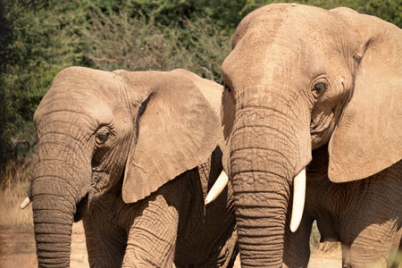 African elephants,  walking through the lush grasslands of Etosha National Park, Namibia.の写真素材