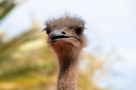 Close up of African Ostrich bird head on the blur bright background.の写真素材