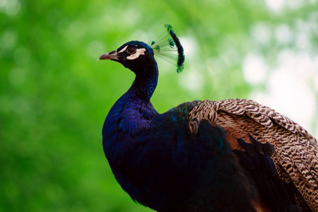 Close up of the cute peacock (large and brightly  bird) on a green backgroundの写真素材