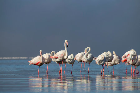 Wild african birds. Group birds of white african flamingos  walking around the blue lagoon on a sunny dayの写真素材