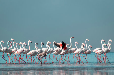 Wild african birds. Group of Greater african flamingos  walking around the blue lagoon on a sunny dayの写真素材