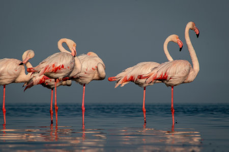 Wild african birds. Group birds of Greater  african flamingos  walking around the blue lagoon on a sunny dayの写真素材
