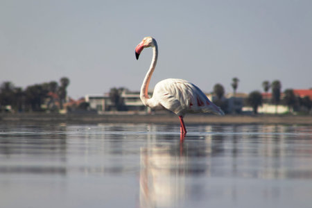 African wild birds. Lone great flamingo on the blue lagoon in the morning