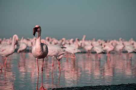 Wild african birds. Group of red african flamingos  walking around the blue lagoon on a sunny dayの写真素材