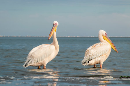 African wild birds. Great pelicans on the blue lagoon on a summer morningの写真素材