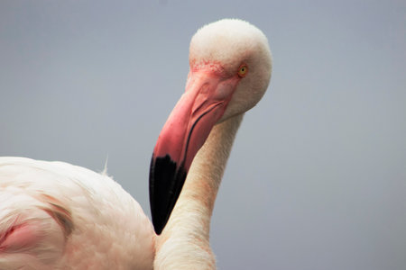 A close-up of a great flamingo against a blue sky.の写真素材