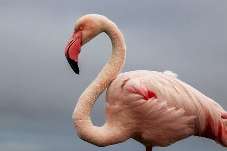 Wild african bird.. Close-up of a great flamingo against a blue sky.の写真素材