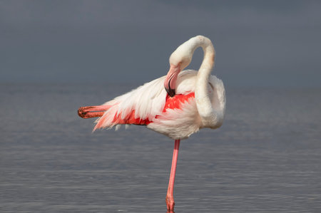 Wild african bird. Pink  african flamingo on  the blue lagoon on a sunny dayの写真素材