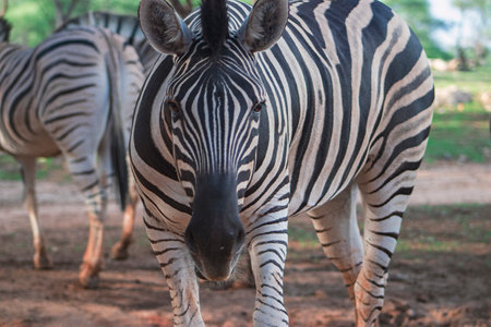 Wild african life.  Close-up two Namibian mountain zebrasの写真素材