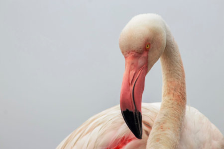 A close-up of a great flamingo against a blue sky.の写真素材