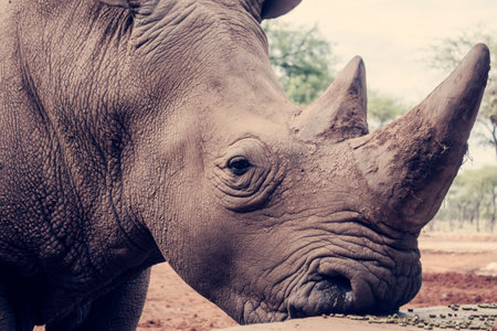 Wild african animals. Portrait of a male bull white Rhino grazing in Etosha National park, Namibia.の写真素材