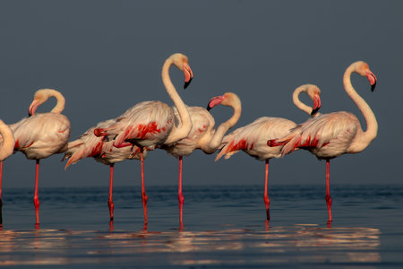 Wild african birds. Group birds of Greater  african flamingos  walking around the blue lagoon on a sunny dayの写真素材