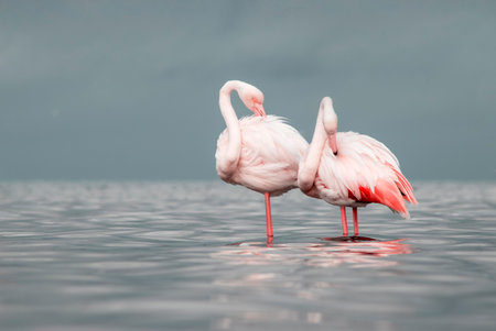 African wild birds. Two great flamingos on the blue lagoon in the morningの写真素材