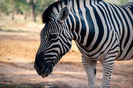 Wild african life. Close up Namibian mountain zebra in the middle of the savannah.の写真素材