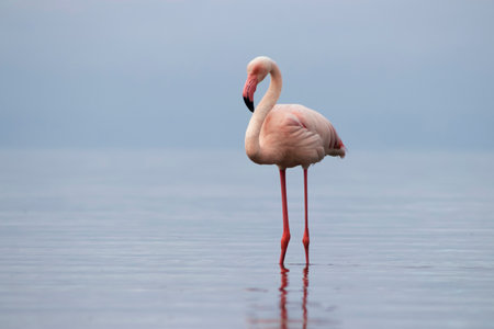 Wild african bird. Pink  african flamingo on  the blue lagoon on a sunny dayの写真素材
