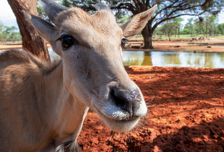 Common eland or Eland antelope, bull on the savannah of the Etosha national  park, Namibiaの写真素材