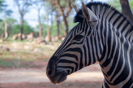 Wild african life. Close up Namibian mountain zebra in the middle of the savannah.の写真素材