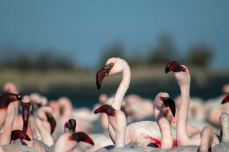 African wild birds. A flock of pink flamingos on the blue lagoon against the bright skyの写真素材