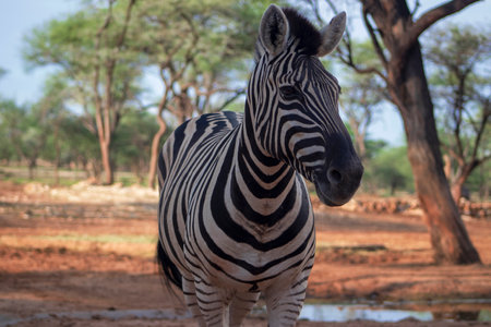 Wild african life. Close up Namibian mountain zebra in the middle of the savannah.の写真素材