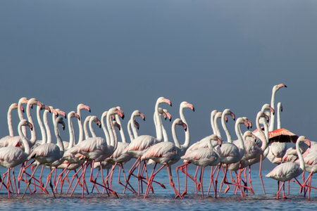 African wild birds. A flock of great flamingos on the blue lagoon against the bright skyの写真素材