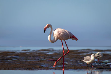 A great flamingo and two small birds on the blue lagoonの写真素材