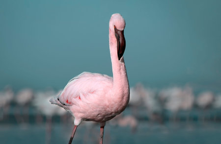 Wild african bird. Pink  african flamingo on  the blue lagoon on a sunny dayの写真素材