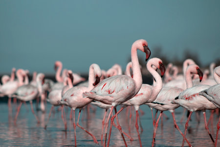 Wild african birds. Group birds of pink african flamingos  walking around the blue lagoon on a sunny dayの写真素材