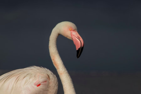 A close-up of a majestic flamingo against a clear blue sky. This shot highlights the bird's vibrant pink feathers making it perfect for wildlife and conservation projectsの写真素材