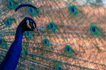 Portrait of beautiful peacock with feathers out (large and brightly bird).の写真素材