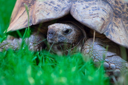 Close up of a cute turtle lying in the green grass. Namibiaの写真素材