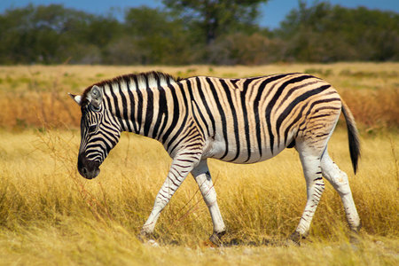 Wild african animals.  African Mountain Zebra standing  in grassland. Etosha National Park. Namibiaの写真素材
