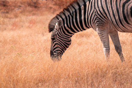 Wild african animals. African Mountain Zebra standing in grassland. Etosha National Park. Namibiaの写真素材