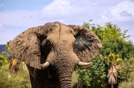 Wild african animal. Close up of the African Bush Elephant in the grassland on a sunny day.の写真素材